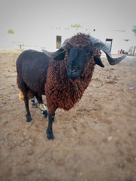long tail  marino sheeps for qurbani & breeding 6