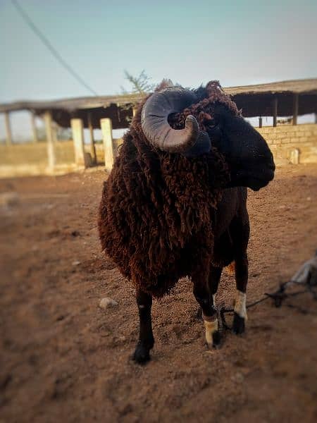 long tail  marino sheeps for qurbani & breeding 7