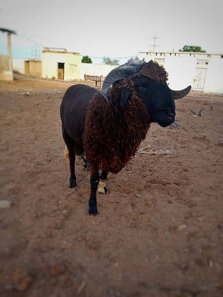 long tail  marino sheeps for qurbani & breeding 8
