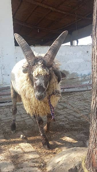 long tail  marino sheeps for qurbani & breeding 9