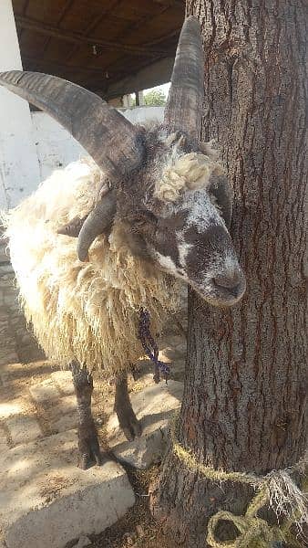 long tail  marino sheeps for qurbani & breeding 10
