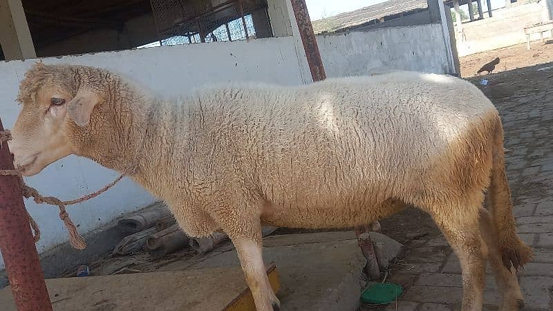 long tail  marino sheeps for qurbani & breeding 11