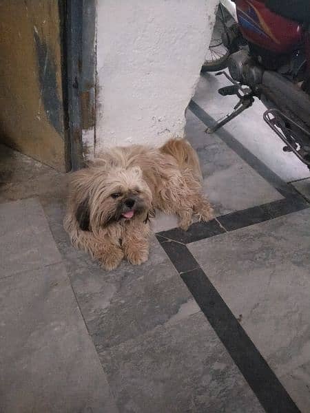 Lhasa apso breed dog for sale 1