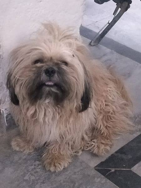 Lhasa apso breed dog for sale 2