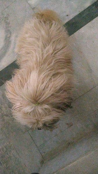 Lhasa apso breed dog for sale 3
