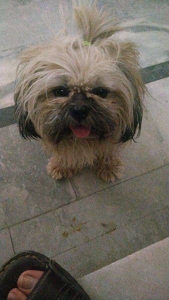 Lhasa apso breed dog for sale 4