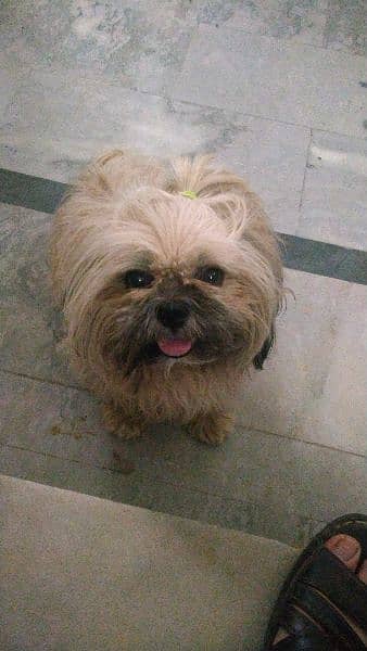 Lhasa apso breed dog for sale 5