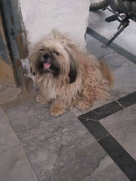Lhasa apso breed dog for sale 6