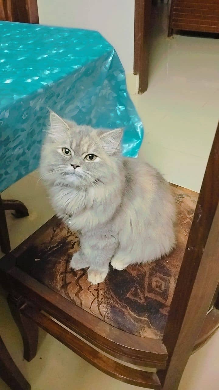 Persian beautiful Female Cats 1