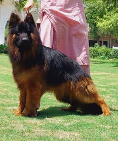 show quality important blood German shepherd male For sale