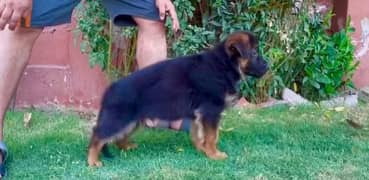 Pedigree German shepherd male puppy for sale