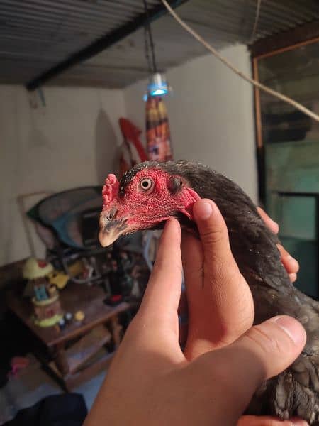 King shamo high quality chicks for sale 3