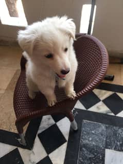 Pomeranian mix breed female pup for sale 0