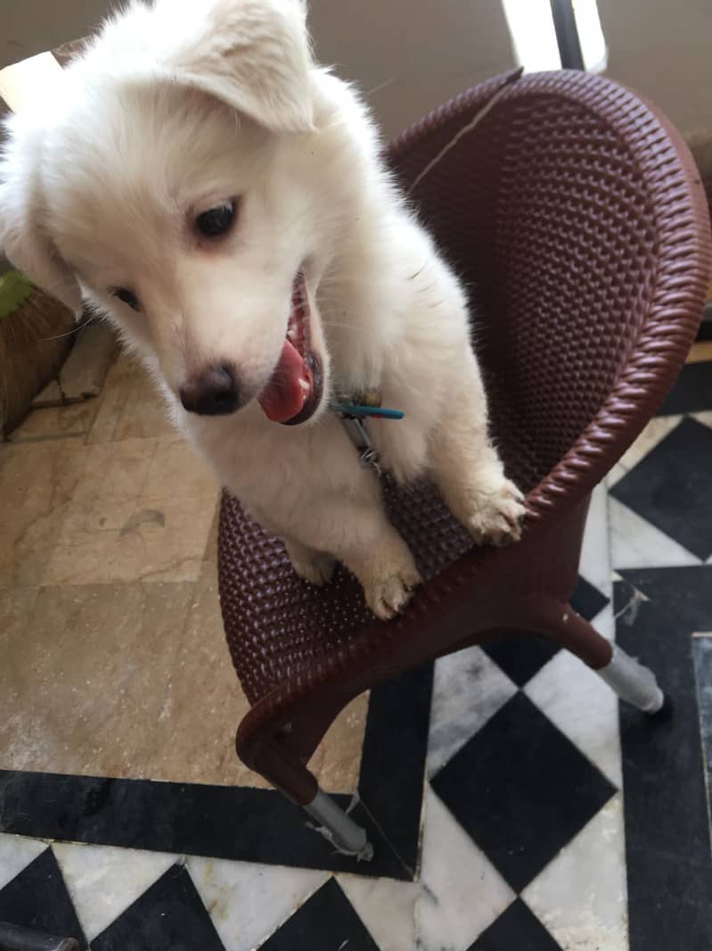 Pomeranian mix breed female pup for sale 1