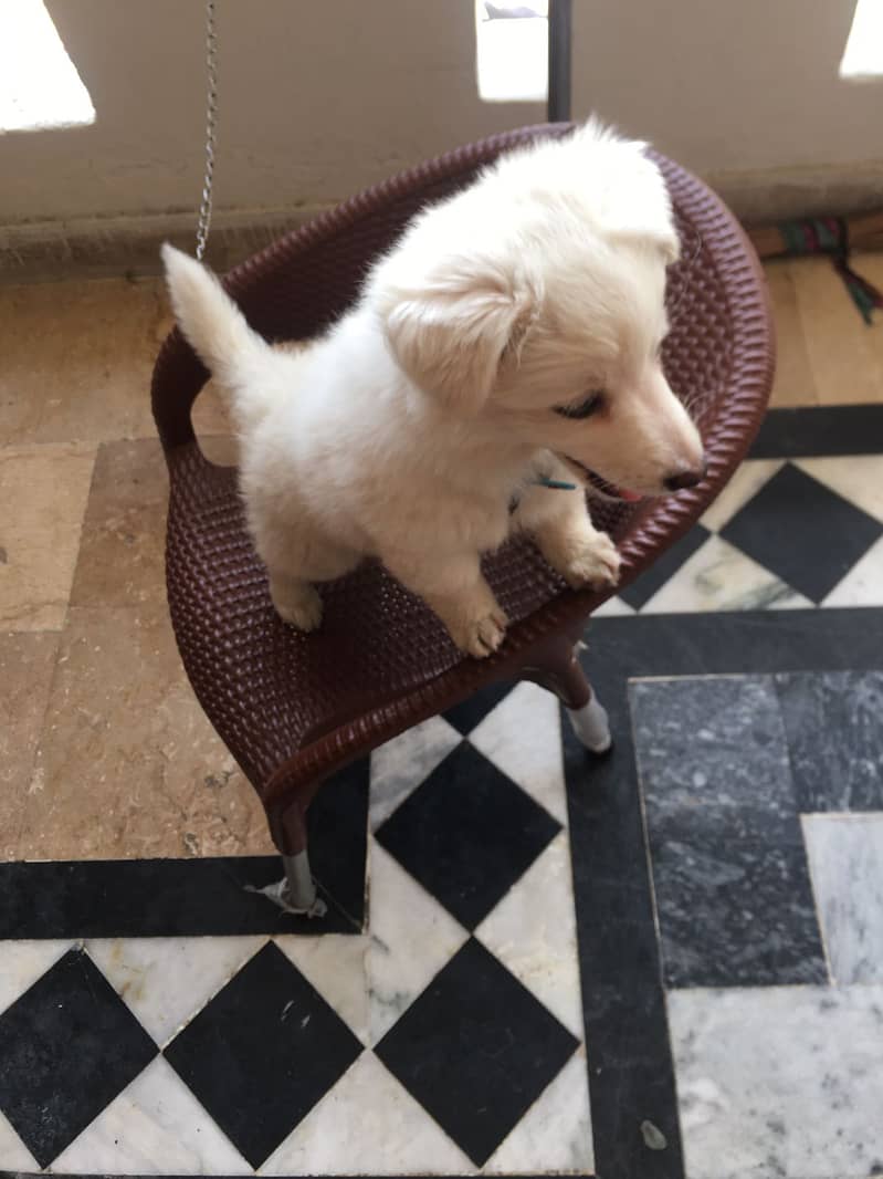 Pomeranian mix breed female pup for sale 2
