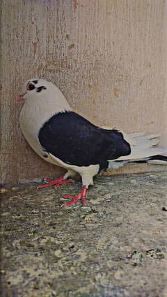 male pigeon sharabi kabootar