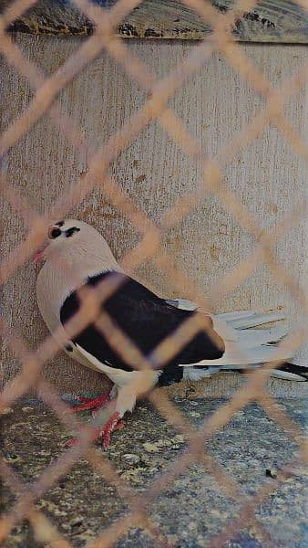 male pigeon sharabi kabootar 1