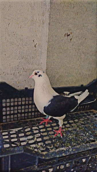 male pigeon sharabi kabootar 3