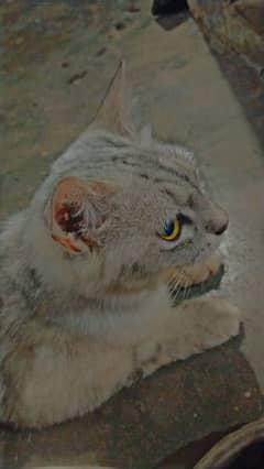 cute cat persian 0