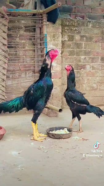 Pure Oh Shamo Aseel chicks for sale 0324-7774037 2