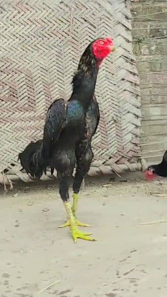 Pure Oh Shamo Aseel chicks for sale 0324-7774037 3