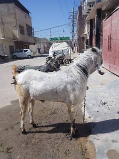 Bakra beetal bakra goat betal bakra breeder best Bakra qurbani  sale