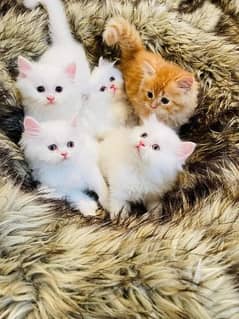 Persian kitten for sale