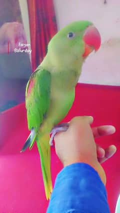raw male parot handtame self feed parot for sale