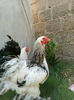 03178747624 light Barhama 11 months ready to breed full vaccination