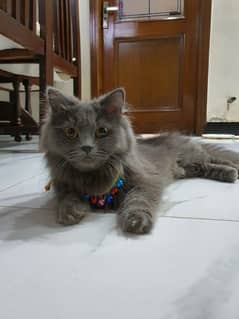 persian cat / kitten / triple coated / Cat for sale