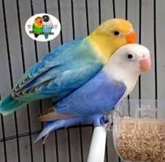 love birds parrots