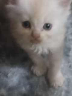 Persian kitten | Tripple coat cat | Punch Face Cats For Sale