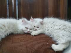 Persian cat pair(age 3 month)