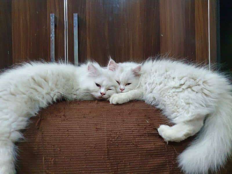 Persian cat pair(age 3 month) 1