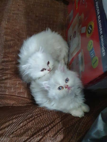 Persian cat pair(age 3 month) 2