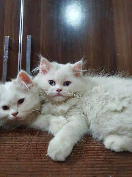 Persian cat pair(age 3 month) 3