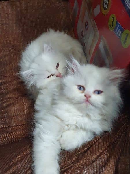 Persian cat pair(age 3 month) 4
