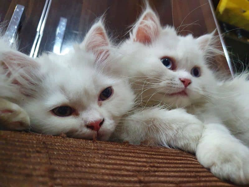 Persian cat pair(age 3 month) 6