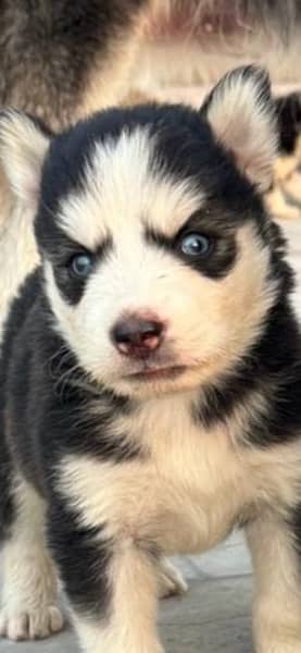 Siberian | Husky | Husky pupies | Pup | Dog | Siberian dog 1