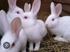 red eye rabbits available