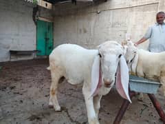 Dumba /Sheep for sale