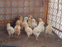 12 Aseel chicks