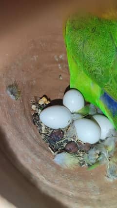 parrots love birds