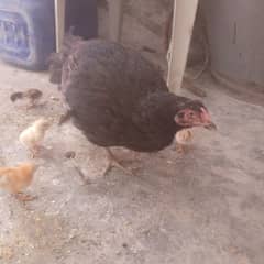 1 female and 6 chick for sale
