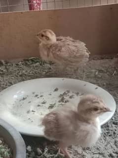 Irani teetar chicks
