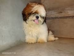 Shihtzu pedigree male pup available