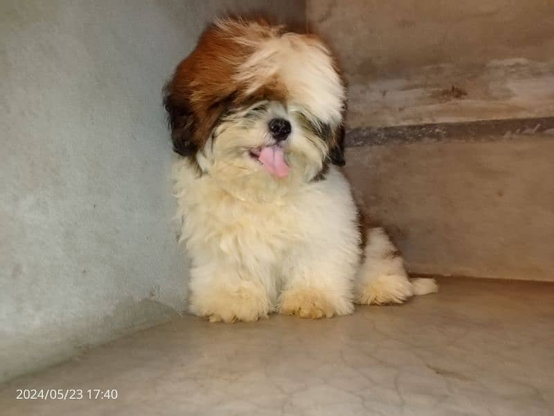 Shihtzu pedigree male pup available 1