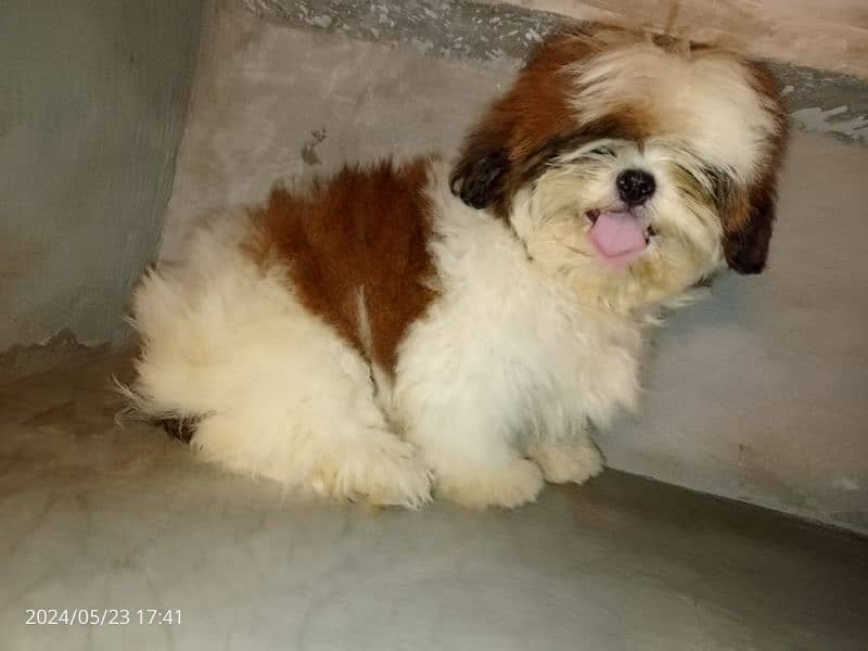 Shihtzu pedigree male pup available 2