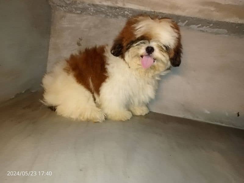 Shihtzu pedigree male pup available 3