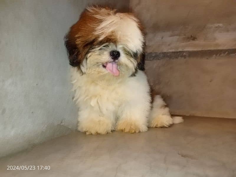 Shihtzu pedigree male pup available 4